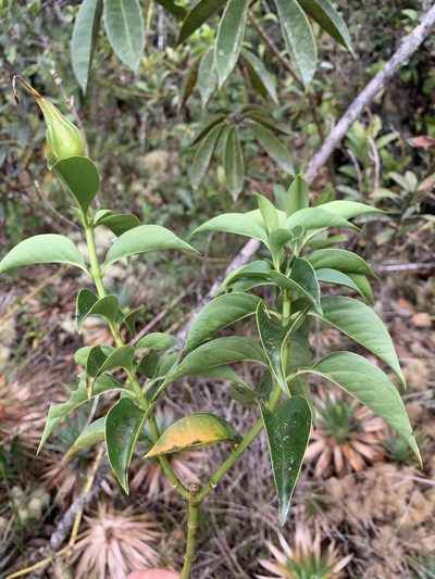 Symbolanthus calygonus, photographed by Círculo de Investigación en Taxonomía, Florística y Ecología Vegetal