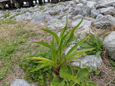 Solidago mexicana, photographed by ncb1221