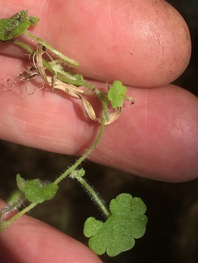 Sibthorpia europaea, photographed by Andre Hosper
