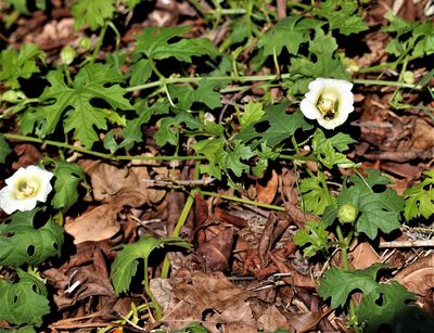 Momordica balsamina, photographed by Dave Brown