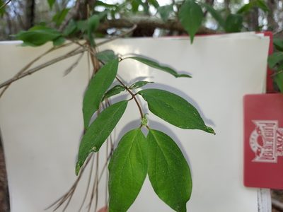 Cornus foemina, photographed by Athena Philips