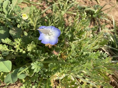 Nemophila phacelioides, photographed by Robert Creech