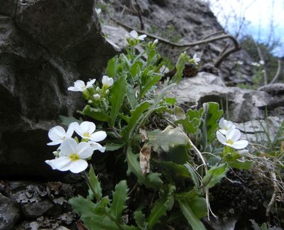 Arabis caucasica, photographed by Jon Mortin