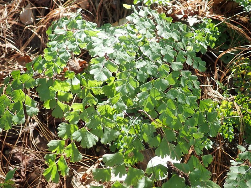 Adiantum andicola, photographed by Scott Yarger