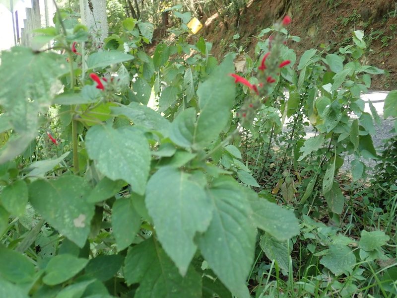 Salvia cinnabarina, photographed by Scott Yarger
