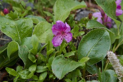 Rhododendron camtschaticum, photographed by garywwilson
