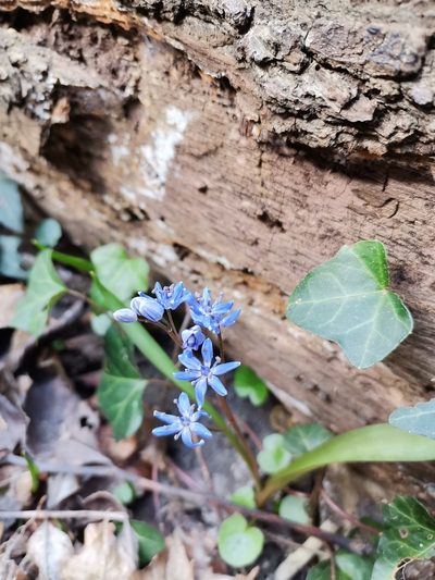 Scilla vindobonensis, photographed by Daniel Ellehammer Larsen