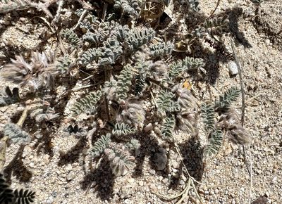 Dalea mollissima, photographed by nmoorhatch