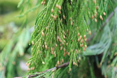 Calocedrus decurrens, photographed by Sean Haight