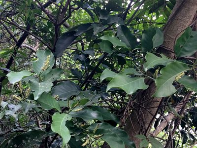 Gnetum luofuense, photographed by Yj