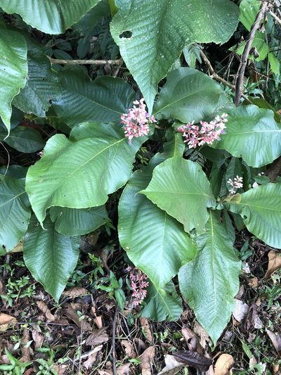 Miconia tomentosa, photographed by Jared Shorma