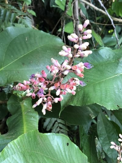 Miconia tomentosa, photographed by Jared Shorma