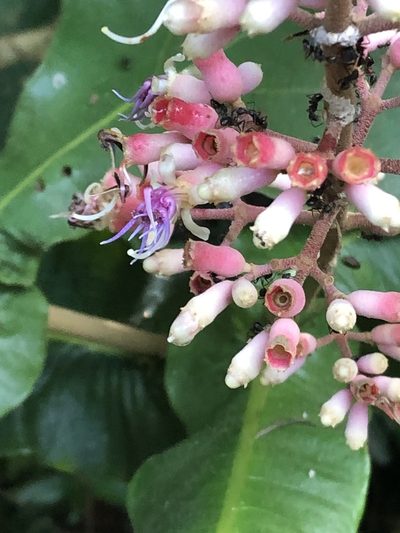 Miconia tomentosa, photographed by Jared Shorma