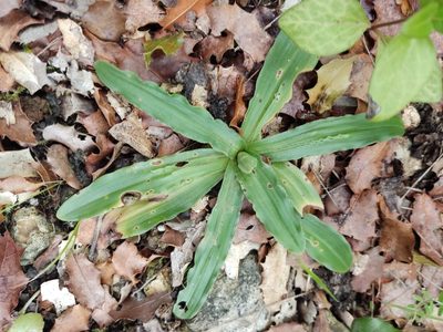 Orchis italica, photographed by Ivo Rosa