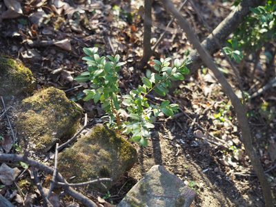 Buxus sempervirens, photographed by carnifex