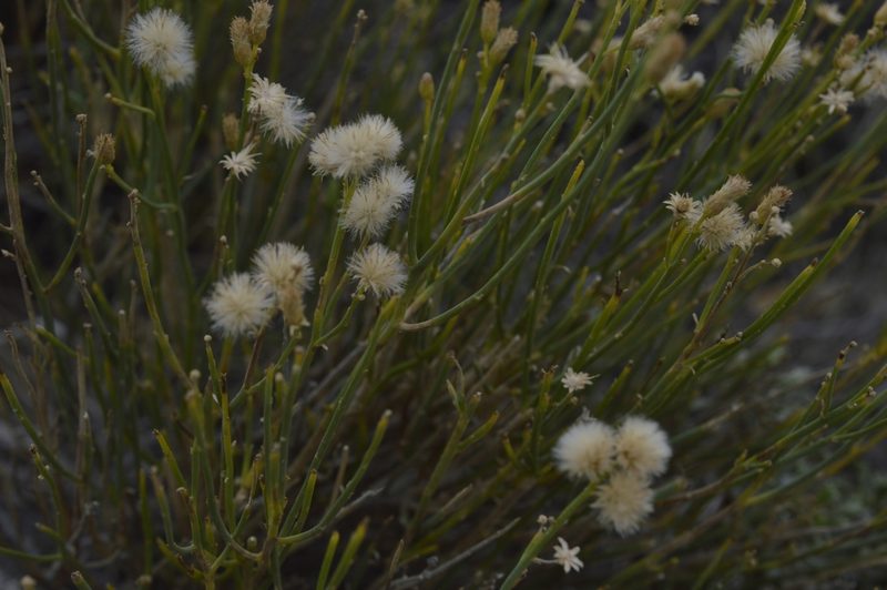 Baccharis spartioides, photographed by E Santos Ortega