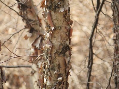 Betula nigra, photographed by Chrissy McClarren and Andy Reago