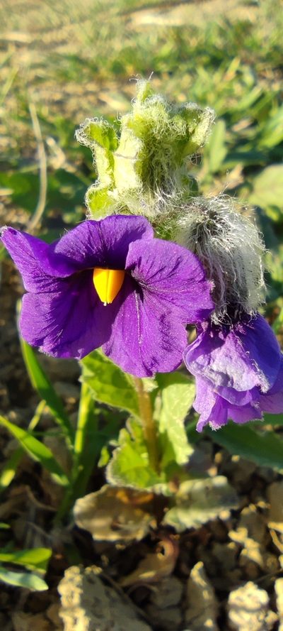 Solanum herculeum, photographed by Santiago Martín-Bravo