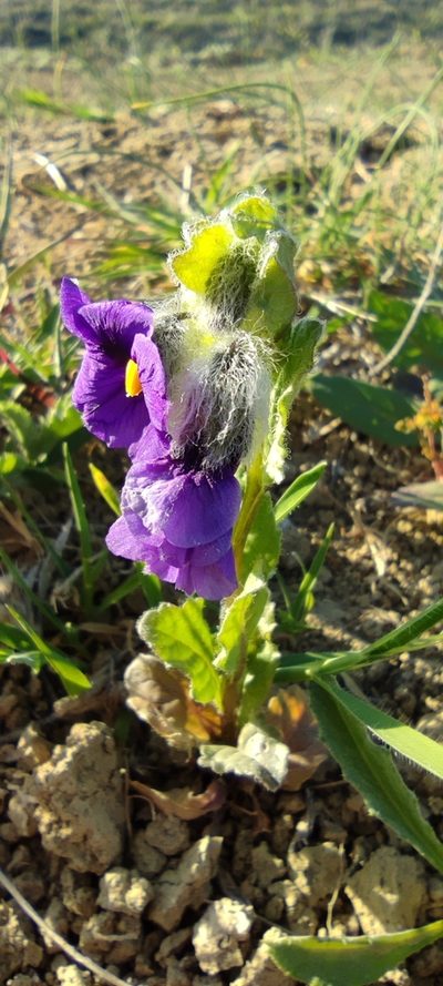 Solanum herculeum, photographed by Santiago Martín-Bravo