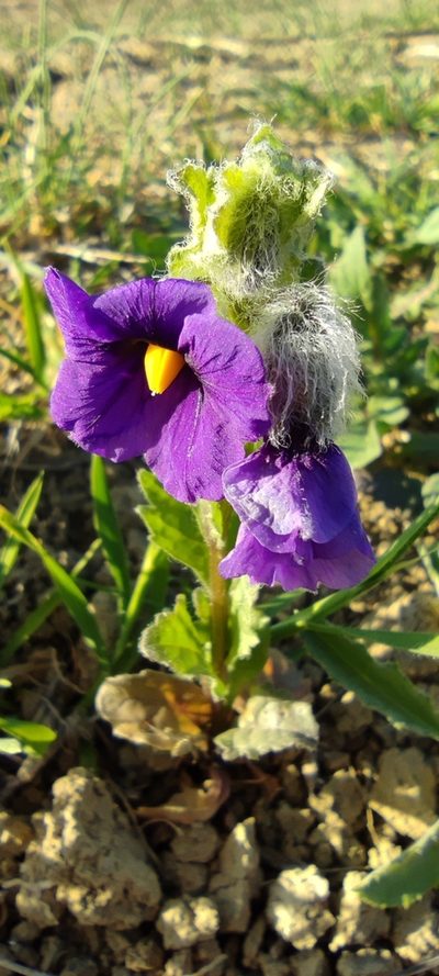 Solanum herculeum, photographed by Santiago Martín-Bravo