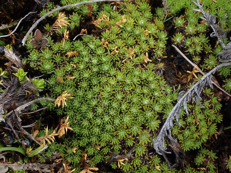 Xenophyllum humile, photographed by Nolan Exe