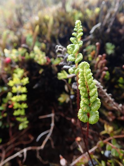 Jamesonia longipetiolata, photographed by Nolan Exe