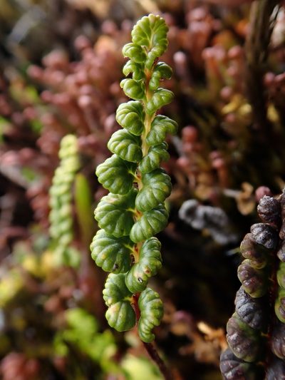 Jamesonia longipetiolata, photographed by Nolan Exe