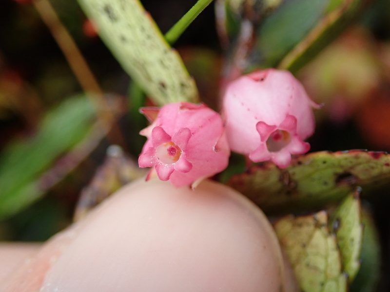 Gaultheria amoena, photographed by Nolan Exe