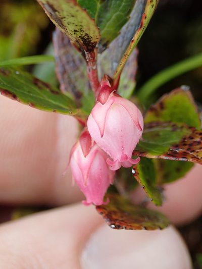Gaultheria amoena, photographed by Nolan Exe