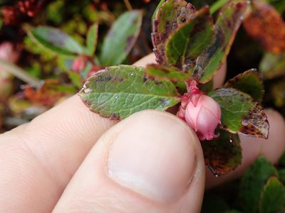 Gaultheria amoena, photographed by Nolan Exe