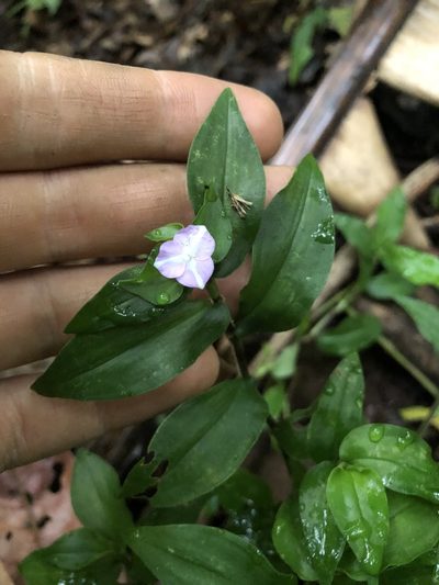 Tradescantia poelliae, photographed by Skjold Søndergaard