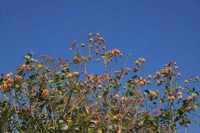 Erythrina fusca, photographed by desertnaturalist