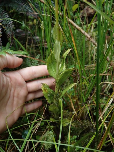 Microchilus crispifolius, photographed by Nolan Exe
