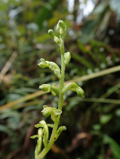Microchilus crispifolius, photographed by Nolan Exe