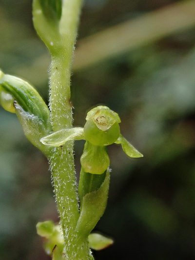 Microchilus crispifolius, photographed by Nolan Exe