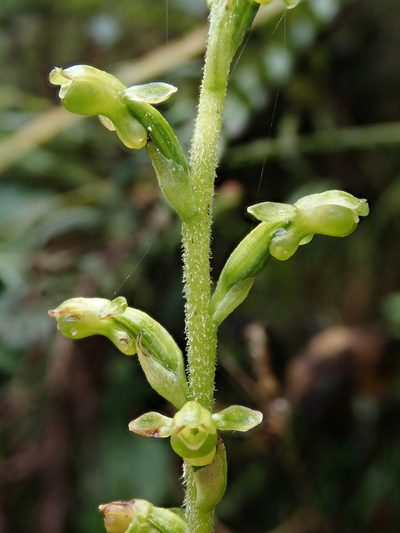 Microchilus crispifolius, photographed by Nolan Exe