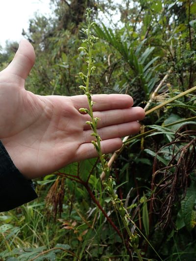 Microchilus crispifolius, photographed by Nolan Exe