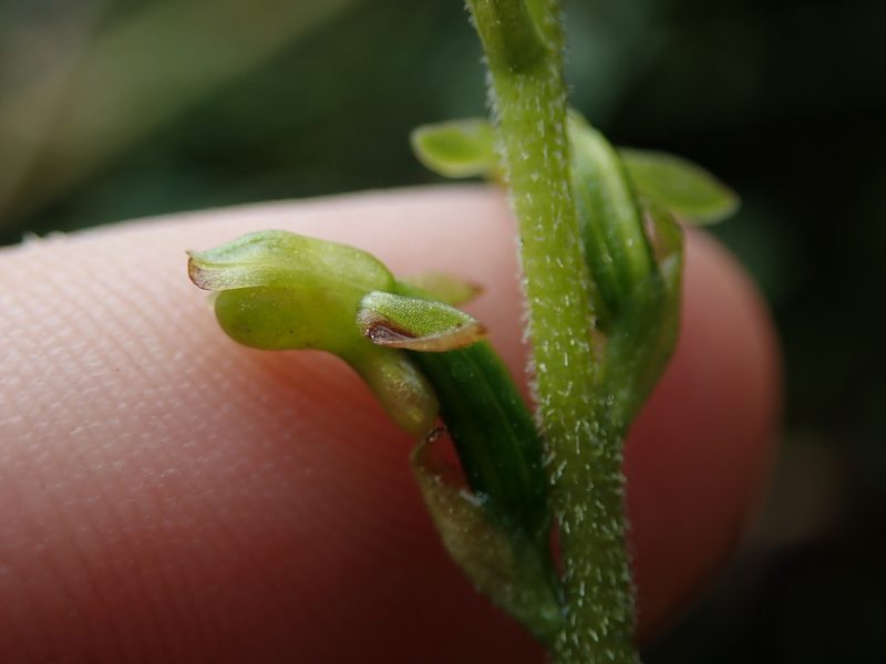 Microchilus crispifolius, photographed by Nolan Exe