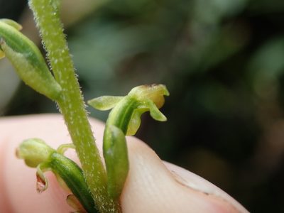 Microchilus crispifolius, photographed by Nolan Exe