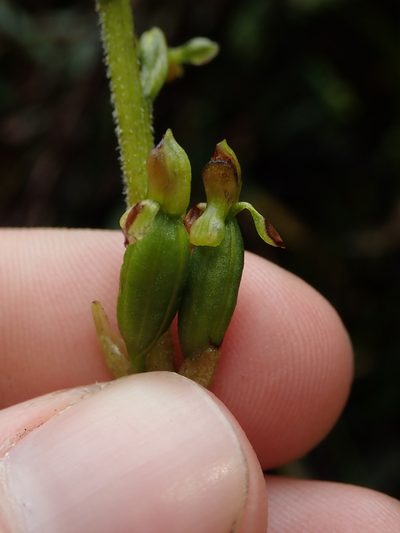 Microchilus crispifolius, photographed by Nolan Exe