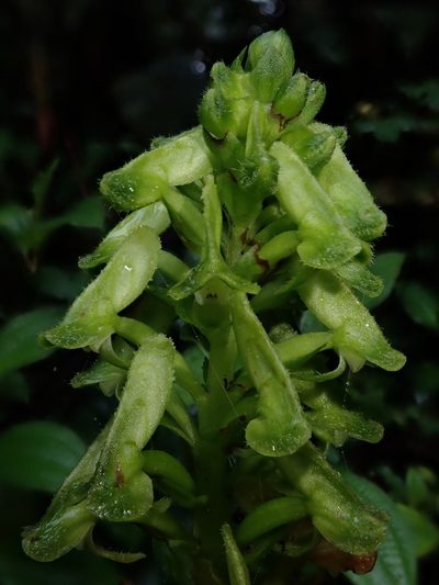 Pseudocentrum bursarium, photographed by Nolan Exe