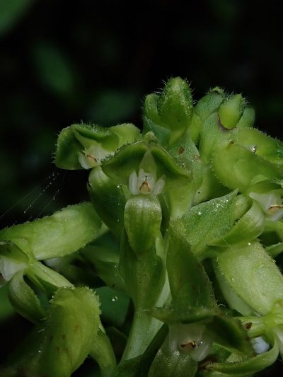 Pseudocentrum bursarium, photographed by Nolan Exe