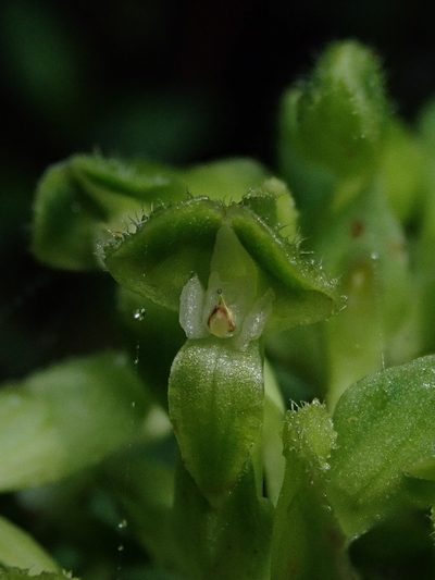 Pseudocentrum bursarium, photographed by Nolan Exe