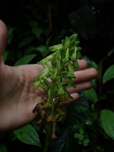 Pseudocentrum bursarium, photographed by Nolan Exe