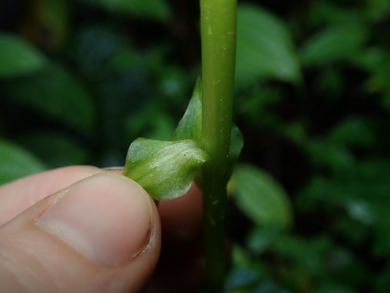Pseudocentrum bursarium, photographed by Nolan Exe