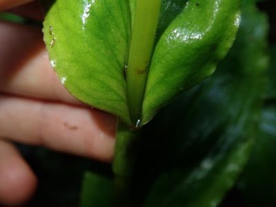 Pseudocentrum bursarium, photographed by Nolan Exe