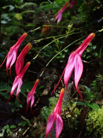 Masdevallia rosea, photographed by Nolan Exe