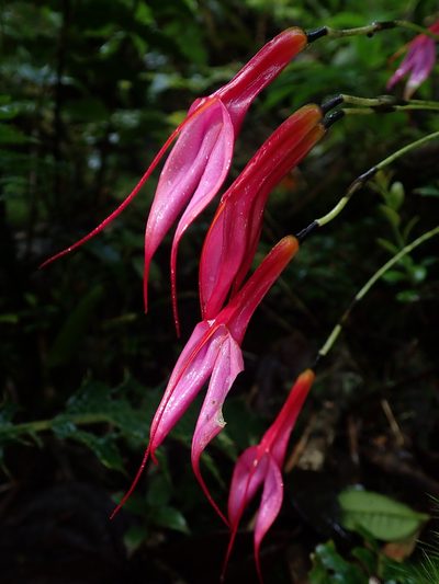 Masdevallia rosea, photographed by Nolan Exe