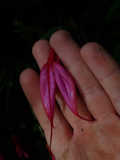 Masdevallia rosea, photographed by Nolan Exe