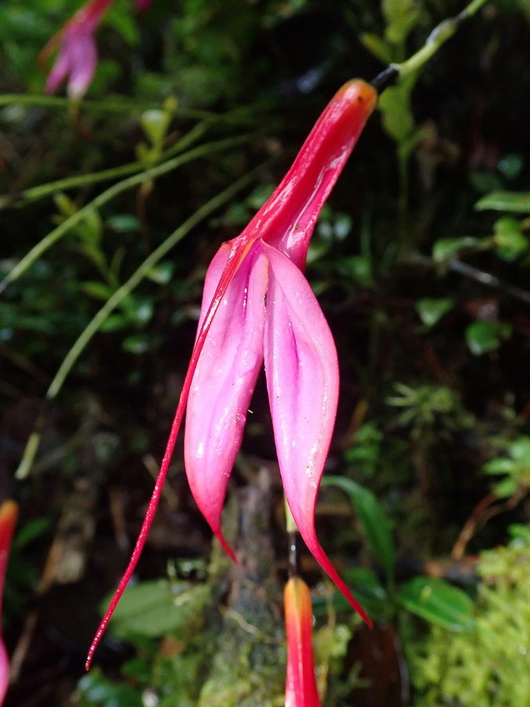 Masdevallia rosea, photographed by Nolan Exe